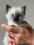 Seal point kater met stamboom | ragdoll, Dieren en Toebehoren, Katten en Kittens | Raskatten | Langhaar, Kater, Gechipt, 0 tot 2 jaar