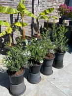 Aangeboden 4 super mooie bonsai olijfboompjes in pot!!, Lente, Olijfboom, Minder dan 100 cm, Ophalen