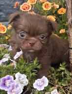Raszuiver chihuahua pups te koop beide ouders stamboom, Dieren en Toebehoren, 8 tot 15 weken, Meerdere, Meerdere dieren, Chihuahua