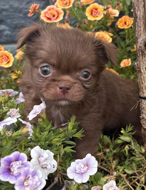 Raszuiver chihuahua pups te koop beide ouders stamboom, Dieren en Toebehoren, Honden | Chihuahua's en Gezelschapshonden, Meerdere dieren