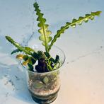 Homamade terrarium, Huis en Inrichting, Kamerplanten, Ophalen, Halfschaduw, Minder dan 100 cm