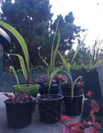 Spaanse Palm Blanes bio kamerplanten zalingen diverse maten, Huis en Inrichting, Kamerplanten, Palm, Ophalen of Verzenden, In pot