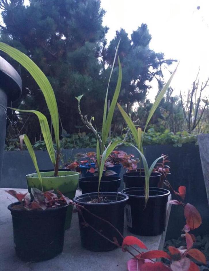 Spaanse Palm Blanes bio kamerplanten zalingen diverse maten, Huis en Inrichting, Kamerplanten, Palm, Minder dan 100 cm, Groene kamerplant