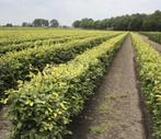 Haag bomen / planten voor erf afscheiding / haagbeuk / beuk, Bloeit niet, Halfschaduw, 100 tot 250 cm, Overige soorten