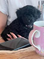 Toypoedel puppy, Dieren en Toebehoren, Honden | Chihuahua's en Gezelschapshonden, Poedel, Reu, Eén hond, Nederland