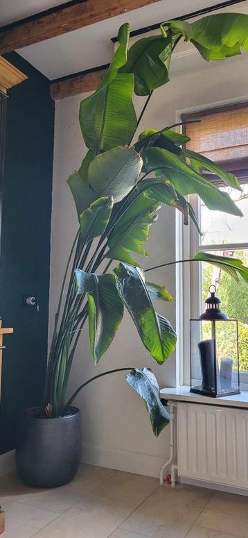 strelitzia 2 Meter  beschikbaar voor biedingen