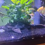 Harnas meerval 32CM, Dieren en Toebehoren, Vis