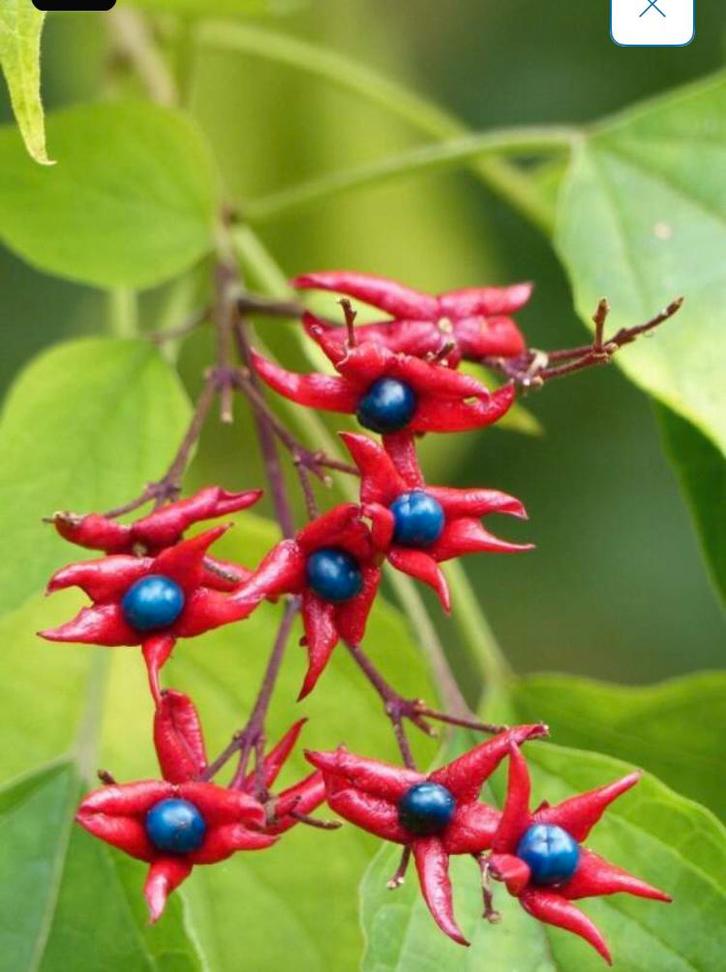 Pindakaasboom, Tuin en Terras, Planten | Bomen, Overige soorten, Volle zon, Ophalen