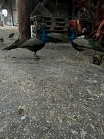 Pauwhanen, Dieren en Toebehoren, Mannelijk, Kip