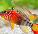 Apistogramma macmasteri | Dwerg Cichlide Macmasteri, Dieren en Toebehoren, Vis