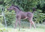 Arabische Volbloed hengstenveulen, Dieren en Toebehoren, Paarden, Minder dan 160 cm, Gechipt, Niet van toepassing, 0 tot 2 jaar