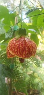 Zeldzame Abutilon Red Tiger, Tuin en Terras, Planten | Tuinplanten, Overige soorten, Volle zon, Vaste plant, Ophalen of Verzenden