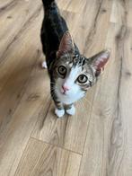 Twee lieve katers gratis af te halen, Dieren en Toebehoren, Katten en Kittens | Overige Katten
