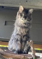 Gecastreerde Maincoon Kater, grijs xl maincoon, Dieren en Toebehoren, Kater, Gechipt, 3 tot 5 jaar