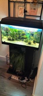 Aquarium te koop met vissen en twee kikkertjes, Dieren en Toebehoren, Ophalen, Zo goed als nieuw, Gevuld zoetwateraquarium