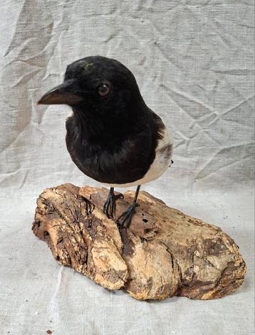 Opgezette Ekster - Prachtig Decoratiestuk beschikbaar voor biedingen