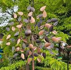 WINDMOLEN / BEUKENBLAD / TUINSTEKER / tuinbeeld / spinner, Huis en tuin decoratie Marie, Nieuw, Info@huisentuindecoratiemarie.nl