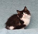 Prachtige Siberische x Ragdoll kittens, Dieren en Toebehoren, Katten en Kittens | Raskatten | Langhaar, Meerdere dieren, Ontwormd