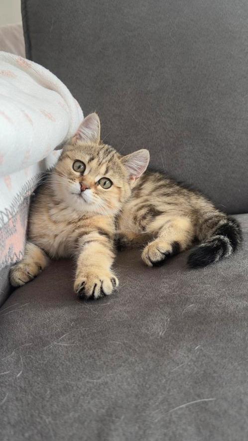 Britse Korthaar Kittens – De laatste twee kittens, Dieren en Toebehoren, Katten en Kittens | Raskatten | Korthaar, Meerdere dieren