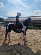Mooie bonte pony, Dieren en Toebehoren, Paarden, Merrie, Minder dan 160 cm, Gechipt, 11 jaar of ouder