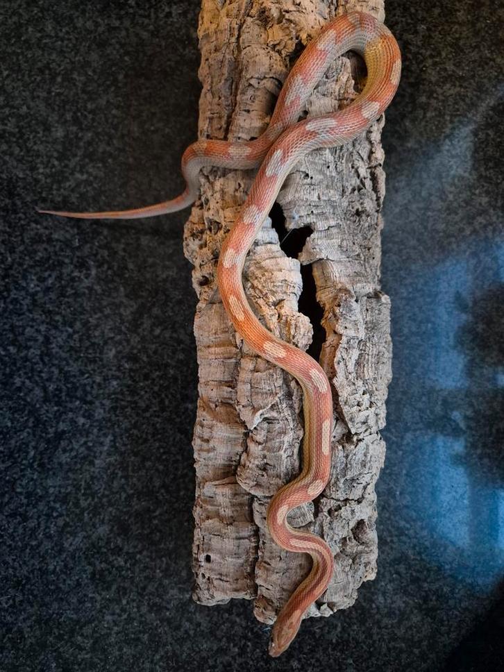 Amber motley rattenslang