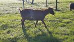 Hoornloos dwerggeitje dwerggeit, Dieren en Toebehoren, Vrouwelijk, Geit, 3 tot 5 jaar