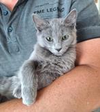 Raszuivere Blauwe Rus en Blue Point Rus kittens, Kater, Gechipt, 0 tot 2 jaar