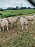 Dekrammen texelaars, Dieren en Toebehoren, Schapen, Geiten en Varkens, Mannelijk, Schaap, 0 tot 2 jaar