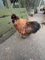 Gratis USA zijdehoen hanen, Dieren en Toebehoren, Pluimvee, Mannelijk, Kip