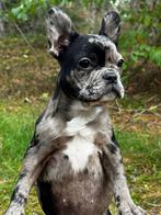 Franse buldog pup, Particulier, Rabiës (hondsdolheid), 8 tot 15 weken, Buitenland