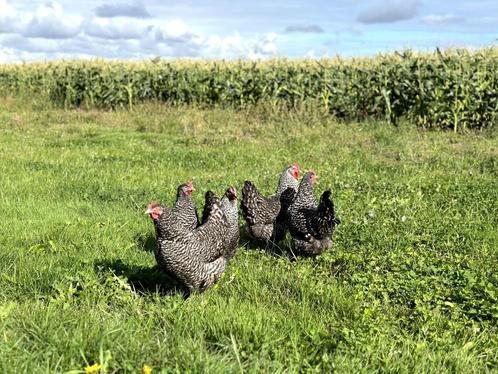 Jonge tamme Noord Hollandse Blauwe kippen gesekst en ingeënt, Dieren en Toebehoren, Pluimvee, Kip, Vrouwelijk