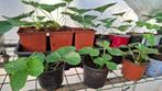 Elianny aardbeienplantjes, Tuin en Terras, Volle zon, Ophalen of Verzenden, Tweejarig, Fruitplanten
