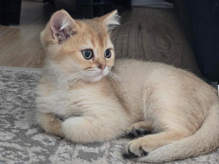Golden shaded britskorthaar katers, Dieren en Toebehoren, Katten en Kittens | Raskatten | Korthaar, Kater