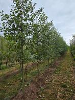 Elzen ( Alnus glutinosa ), Ophalen of Verzenden, Volle zon, Overige soorten