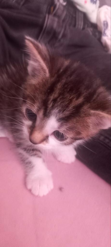 Kittens te koop!, Dieren en Toebehoren, Katten en Kittens | Overige Katten, Meerdere dieren