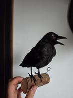 Opgezette kauw taxidermie taxydermie vogel, Ophalen of Verzenden, Zo goed als nieuw, Vogel, Opgezet dier