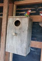 Prachtrosella, Dieren en Toebehoren, Vrouwelijk, Parkiet
