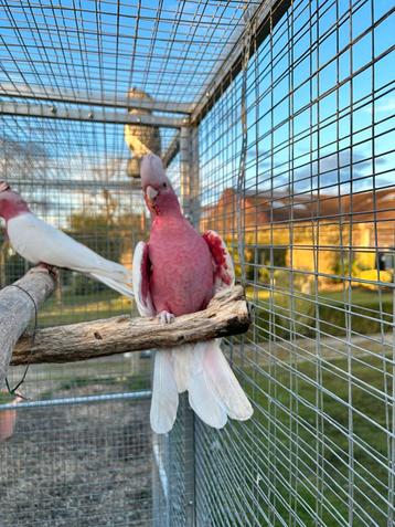 Koppen lutino rosé kaketoes beschikbaar voor biedingen