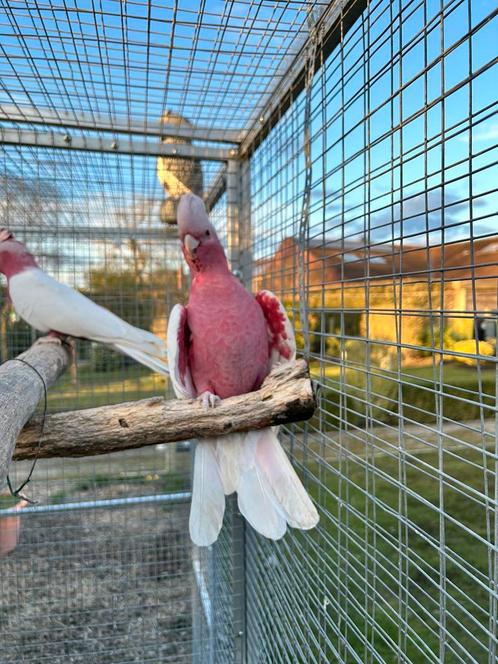 Koppen lutino rosé kaketoes, Dieren en Toebehoren, Vogels | Parkieten en Papegaaien, Papegaai, Meerdere dieren, Geringd
