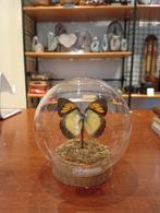 Prachtige vlinder in stolp hoogte 8 cm, Huis en Inrichting, F, G, G, Ophalen of Verzenden