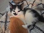 3 hele mooie lieve kittens