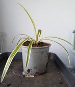 Graslelie kamerplant, Ophalen, Halfschaduw, Minder dan 100 cm