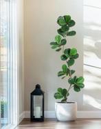 Kunstplant Ficus Lyrata 180 cm hoog, Verzenden, Nieuw