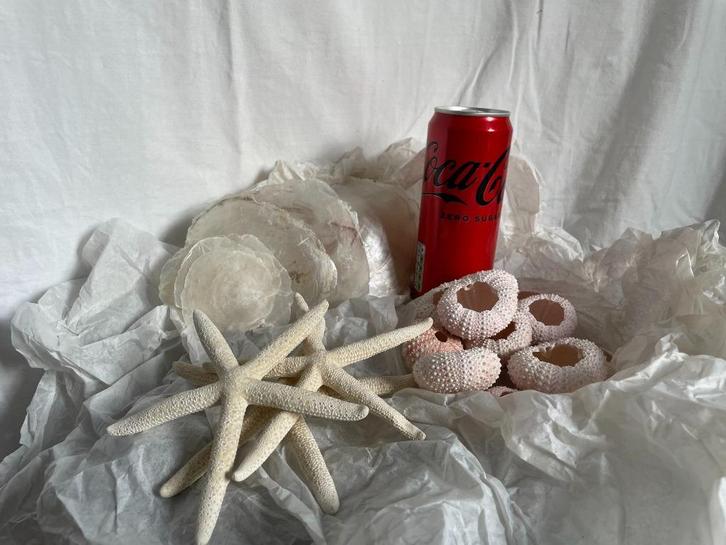 zeesterren, zeeegels en schelpen, Verzamelen, Mineralen en Fossielen, Schelp(en), Ophalen of Verzenden