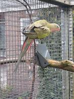 Princess of Wales Dubbelsplit, Dieren en Toebehoren, Vogels | Parkieten en Papegaaien, Mannelijk, Parkiet, Geringd