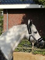 Stalmedewerker Stal Hulp Paarden Verzorging groom stalhulp, Diensten en Vakmensen, Dieren | Paarden | Verzorging, Oppas en Les
