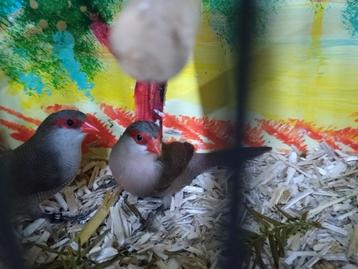 Diverse vogels beschikbaar voor biedingen