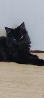 Kater, Kater