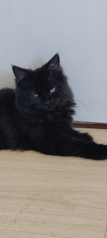 Kater beschikbaar voor biedingen