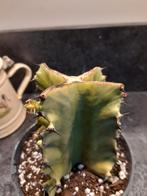 Euphorbia marmorata variegata, Ophalen of Verzenden, Halfschaduw, Minder dan 100 cm